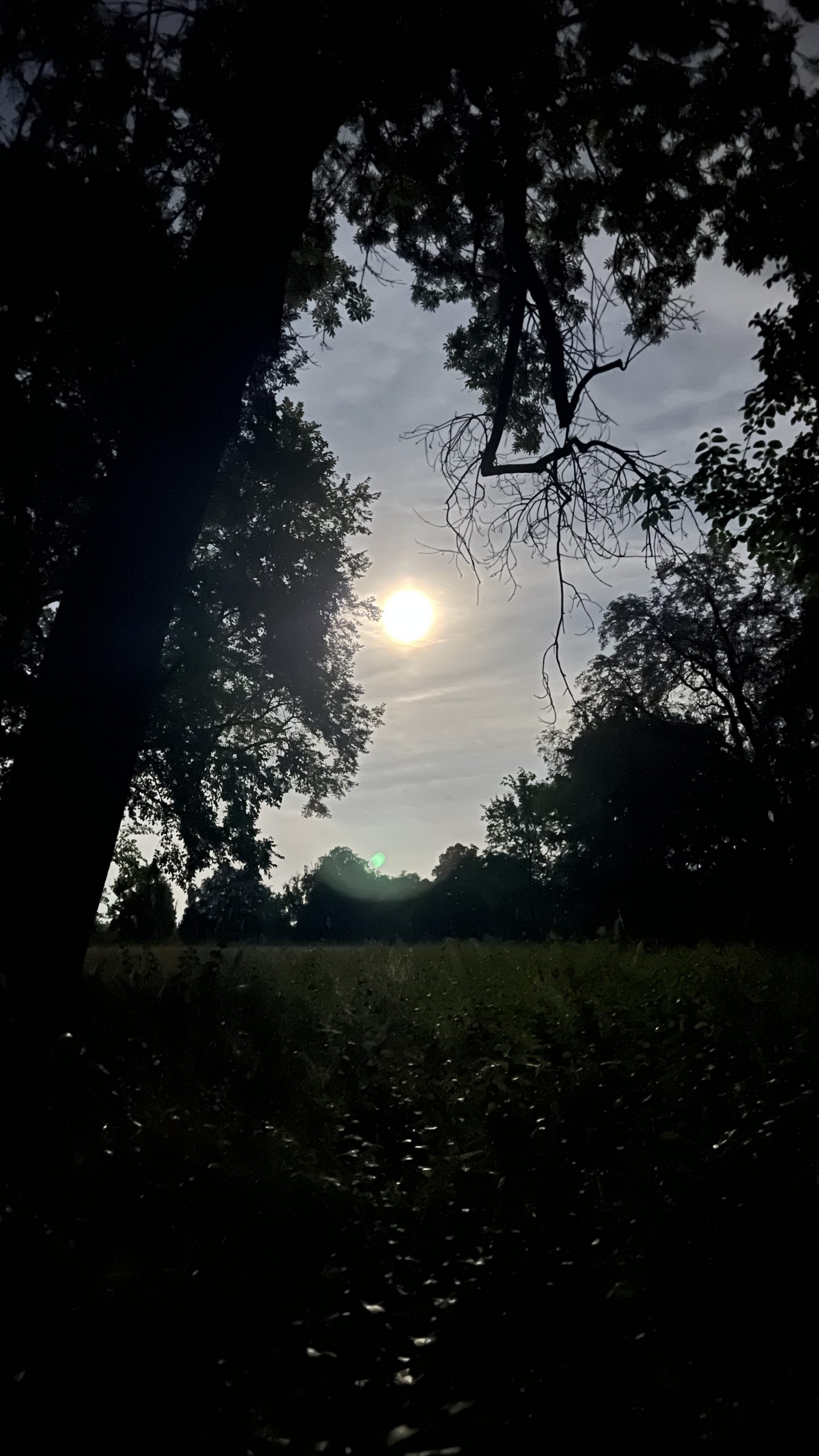 Bäume im Stadtpark bei Vollmond